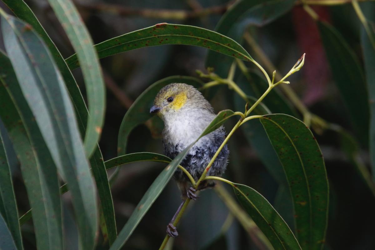 Forty Spotted Pardalote