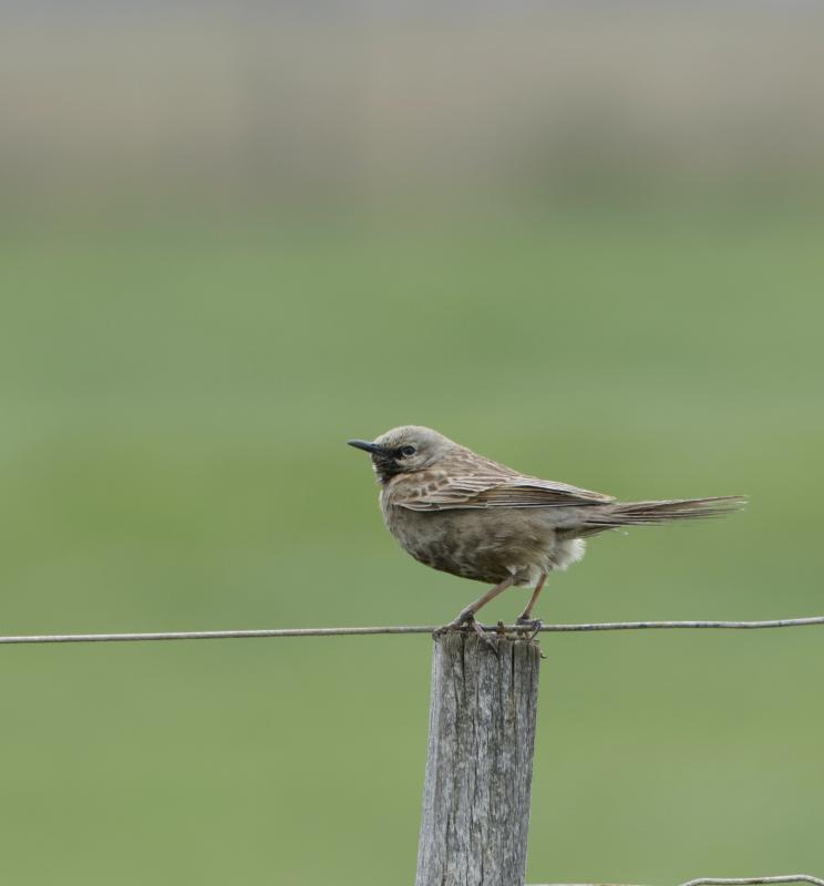 Brown Songlark