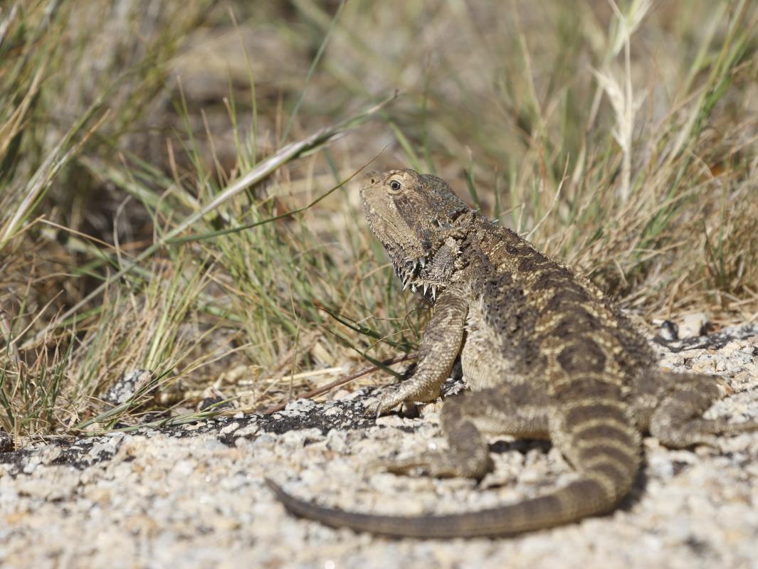 Central Bearded Dragon