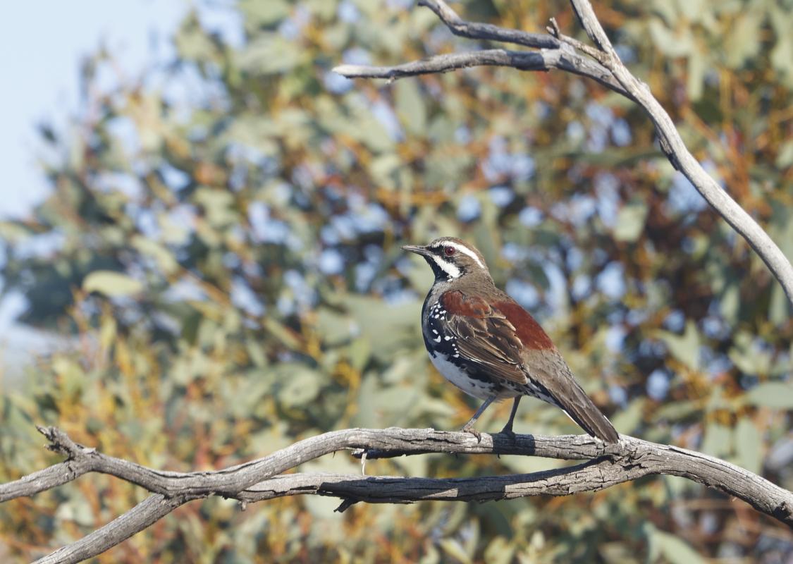 Chestnut Quailthrush