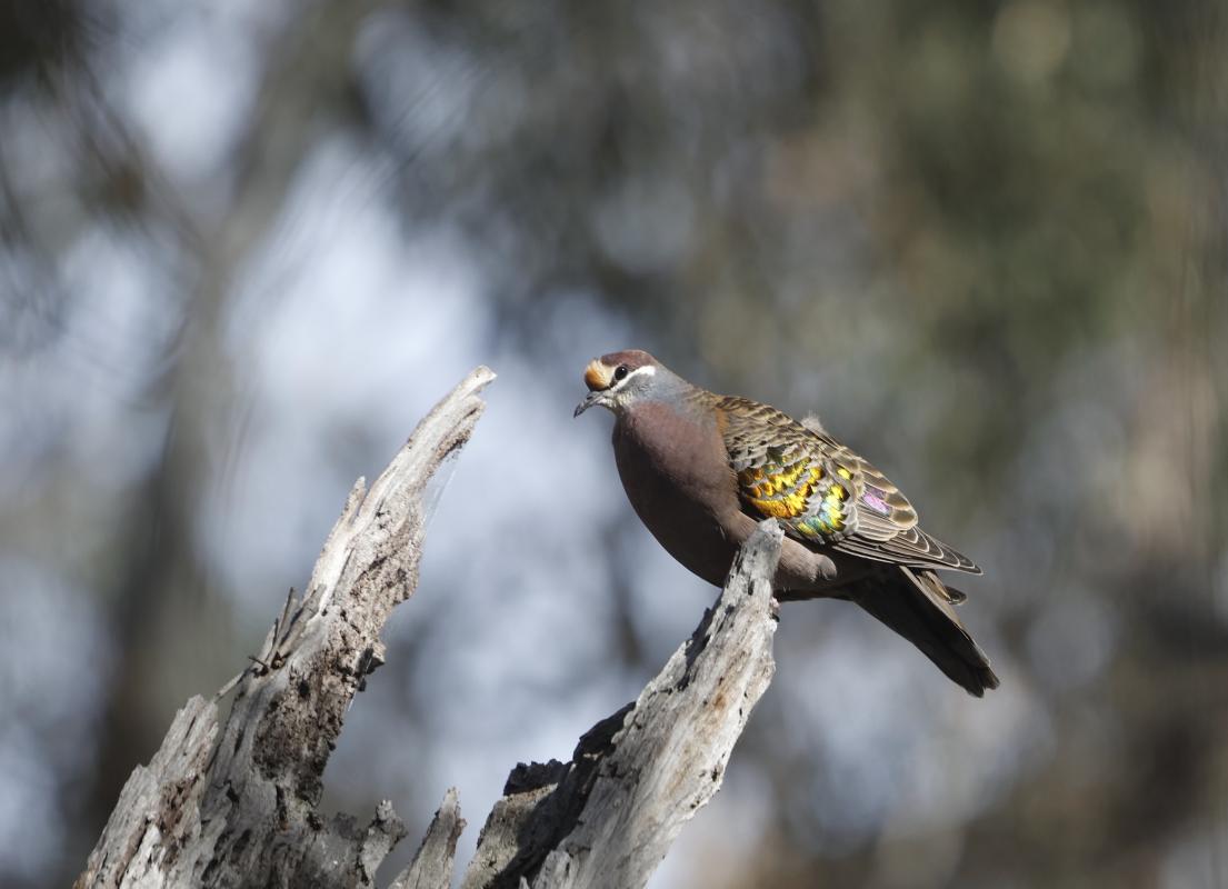 Common Bronzewing