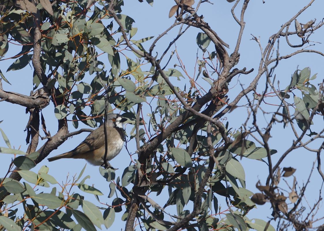 Crested Bellbird