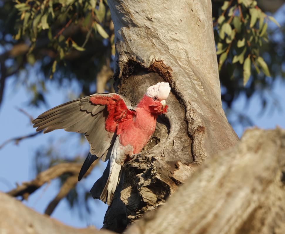 Galah