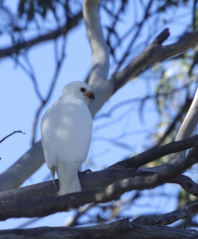 Grey Goshawk