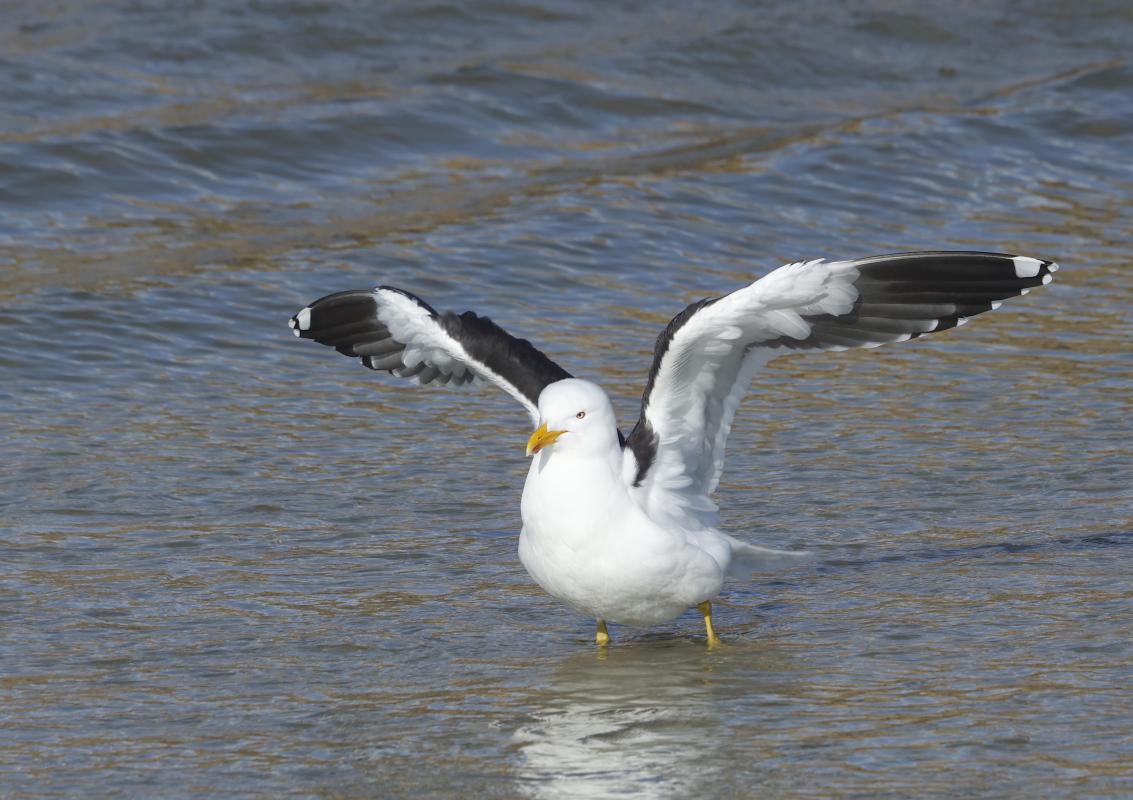 Kelp Gull