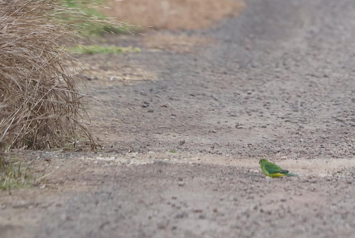 Orange-Bellied Parrot