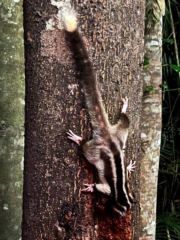 Striped Possum