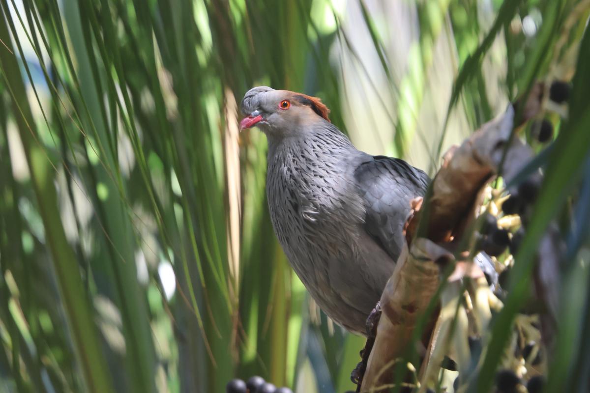 Topknot Pigeon