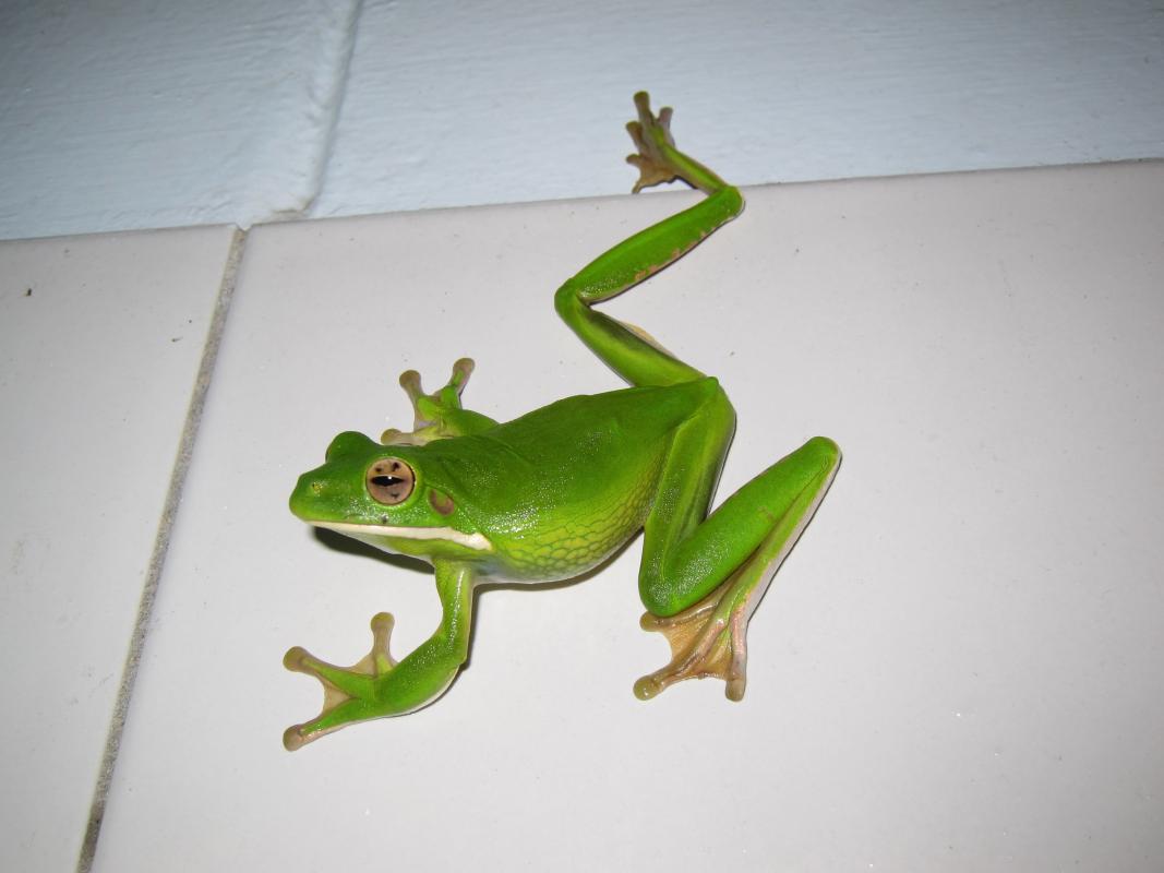 White-lipped Treefrog