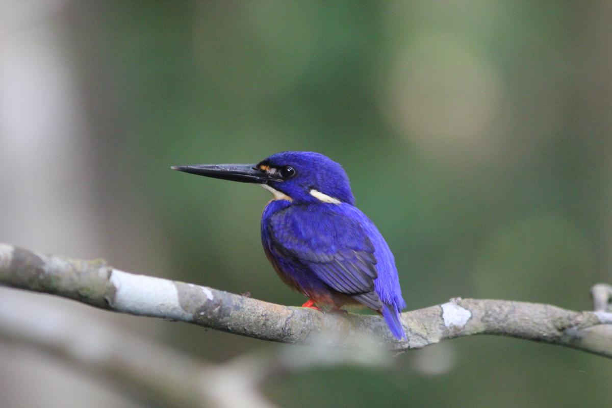 Azure Kingfisher