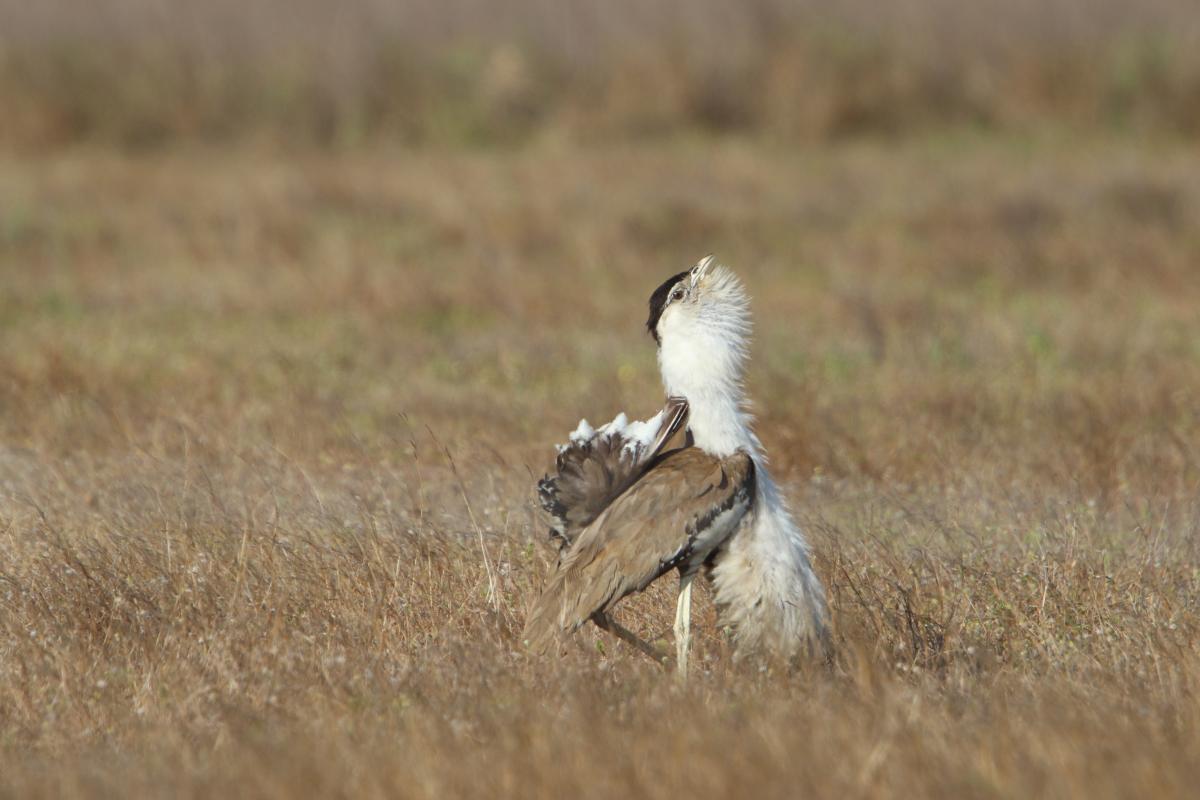 Australian Bustard