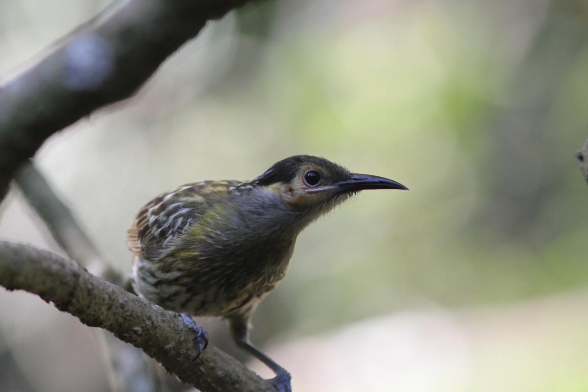 Macleay's Honeyeater