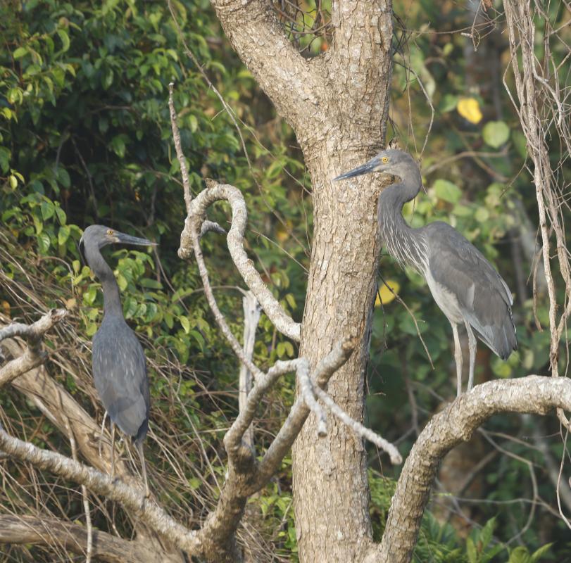 Great-billed Heron