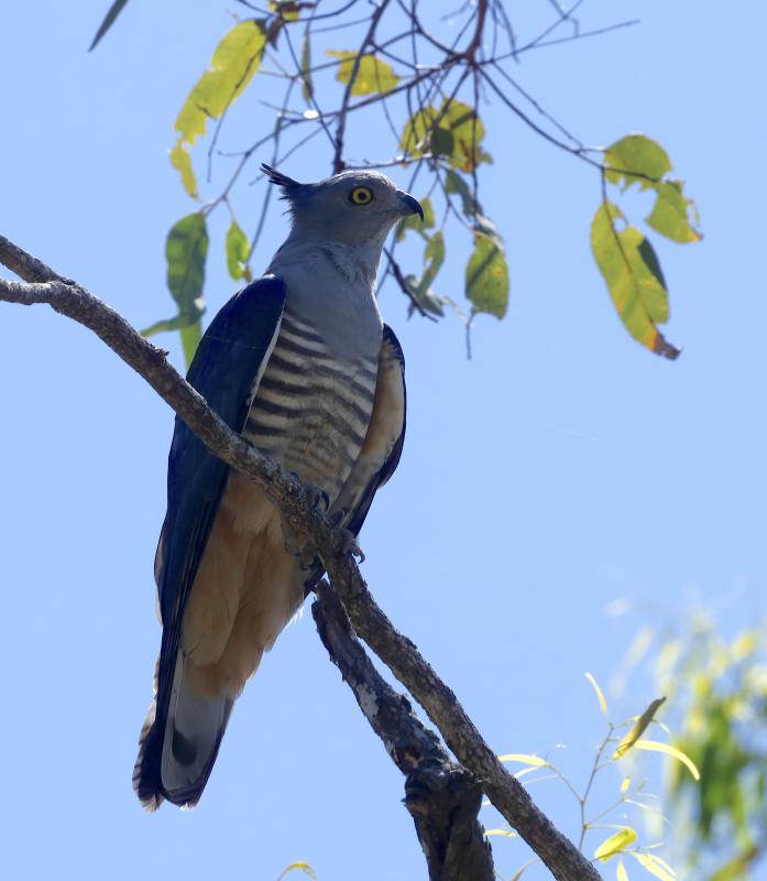 Pacific Baza