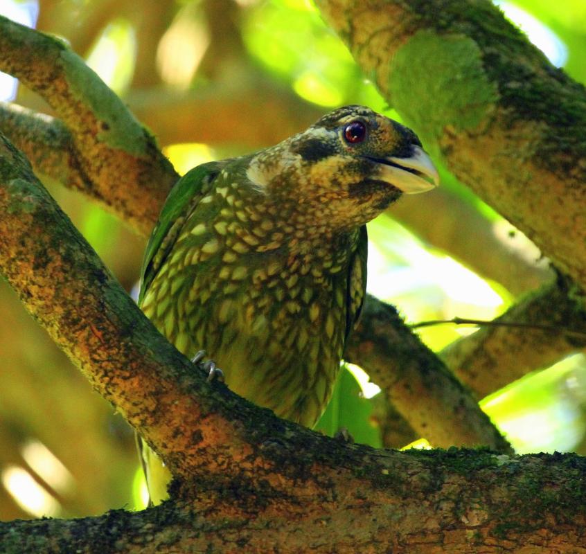 Spotted Catbird