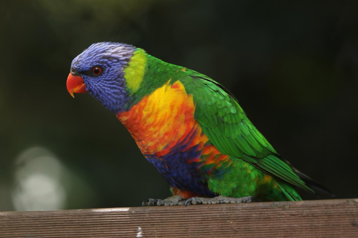 Rainbow Lorikeet