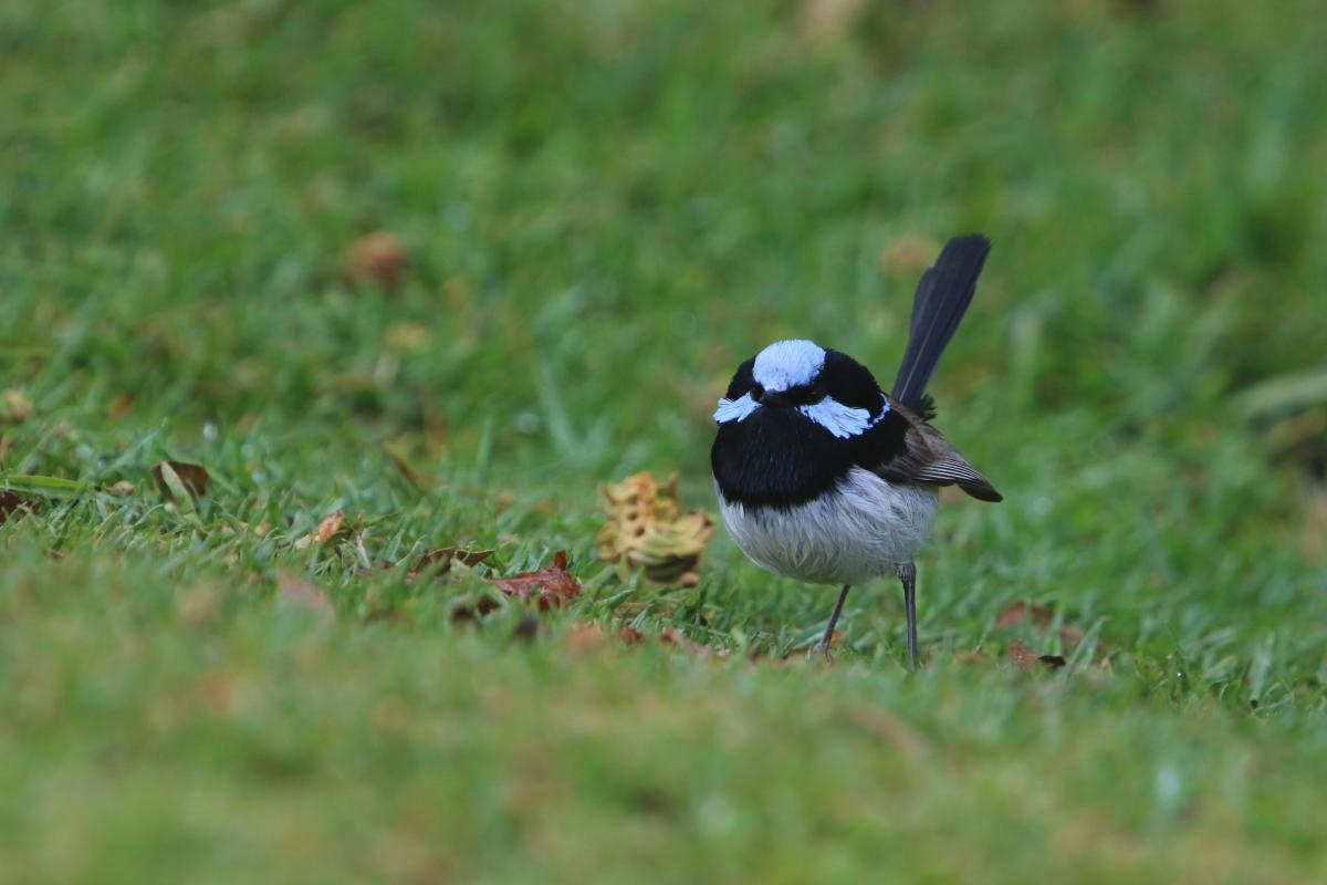 Superb Fairywren