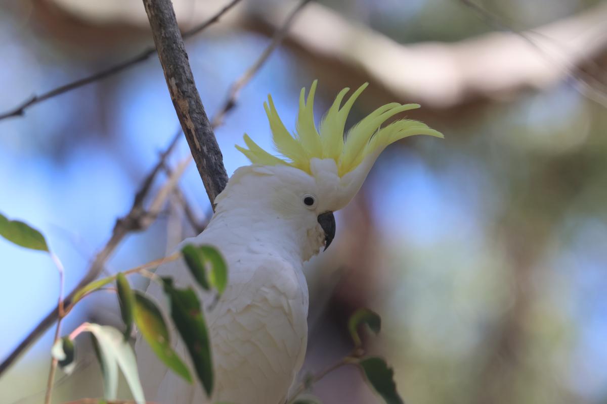 Sulphur-crested Cockatoo