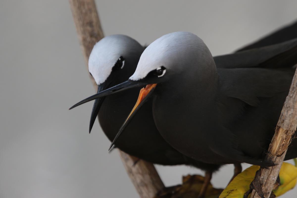 Black Noddy