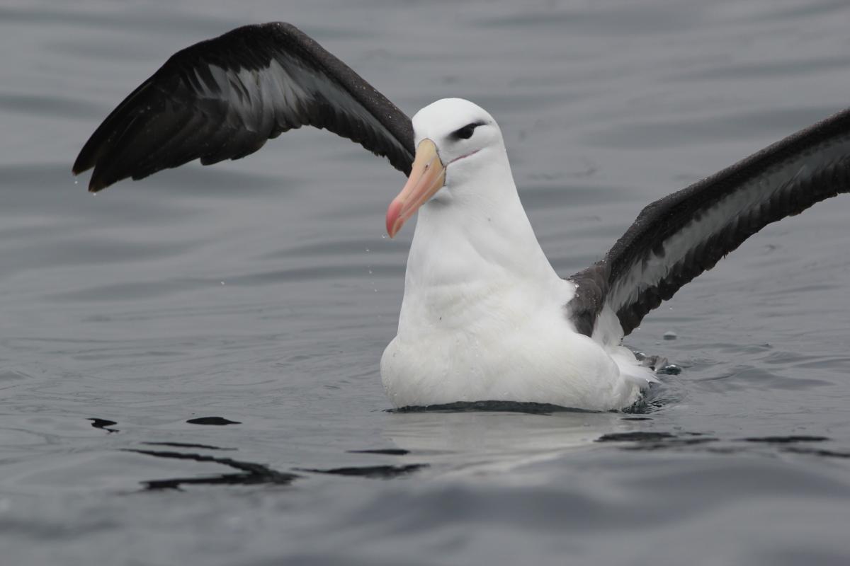 Black-browed Albatross