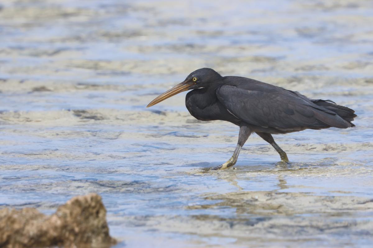 Eastern Reef Heron