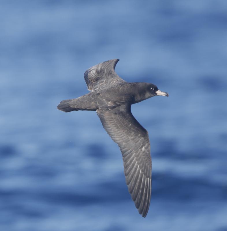 Flesh-footed Shearwater