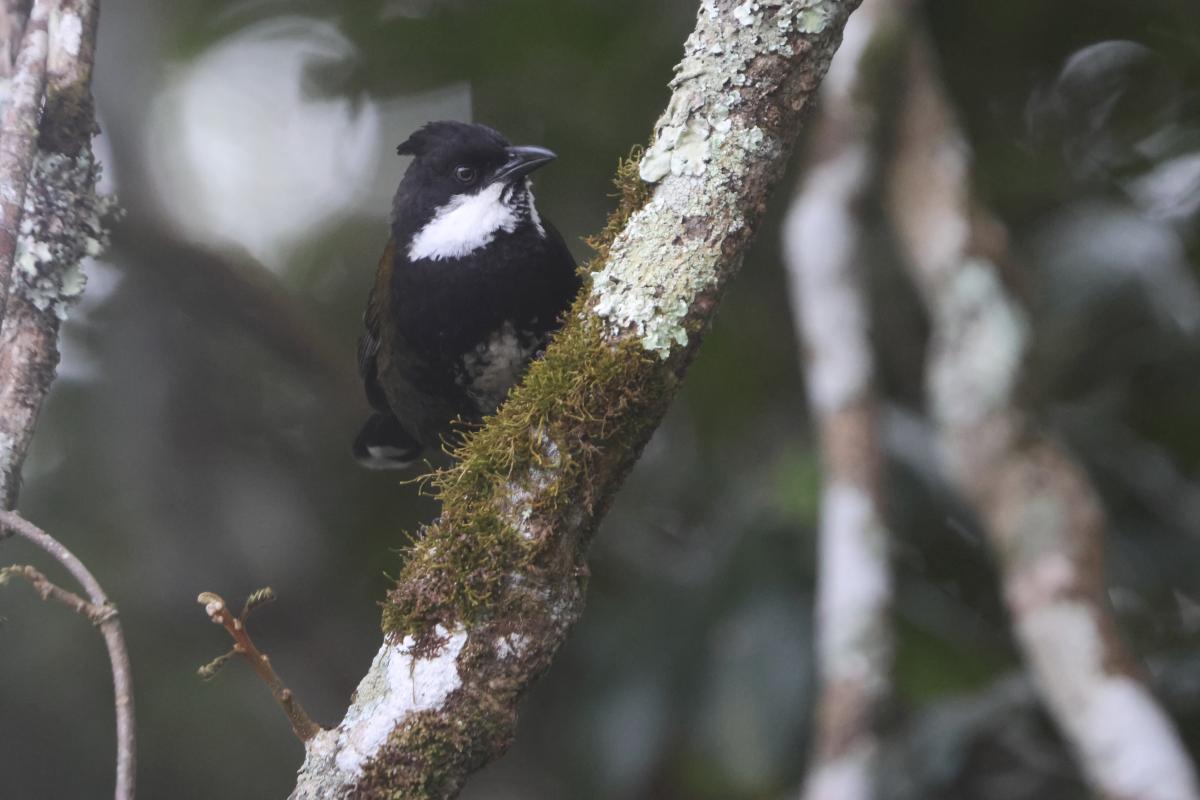 Eastern Whipbird