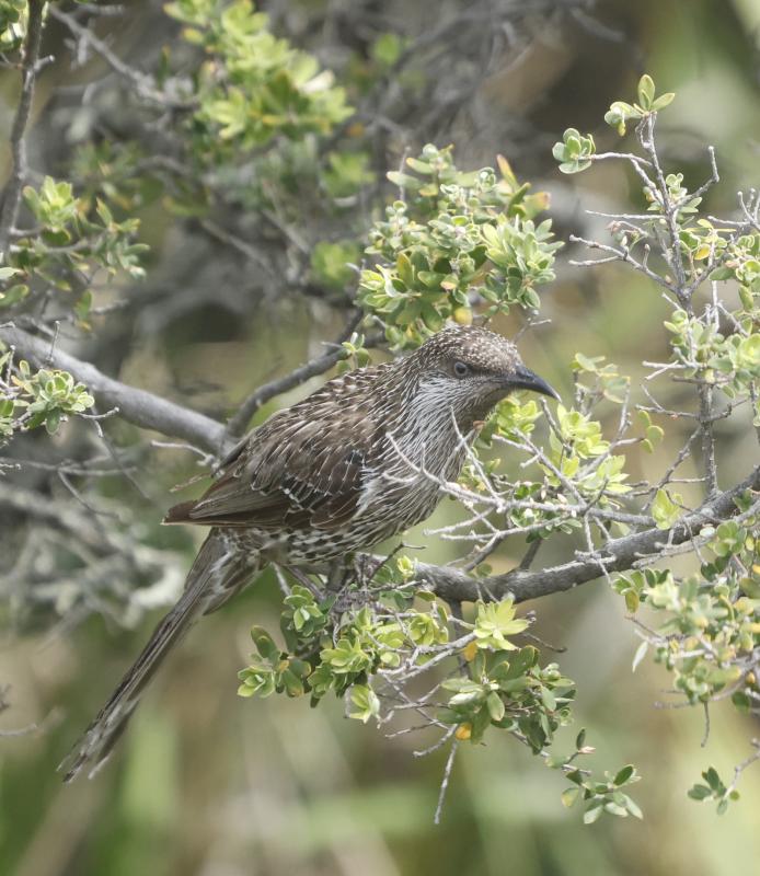 Little Wattlebird