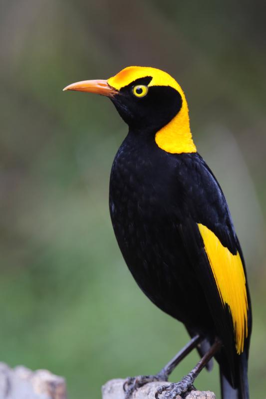 Regent Bowerbird