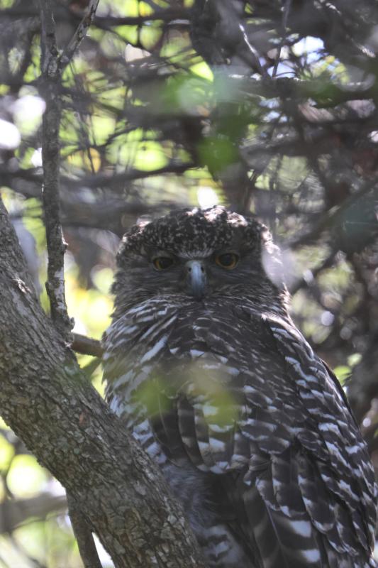 Powerful Owl