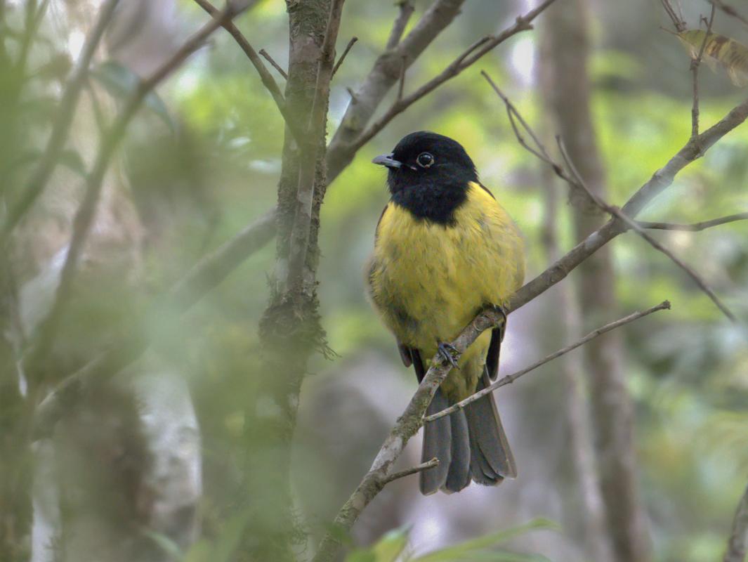 Hooded Berryeater at Paraiso Lodge