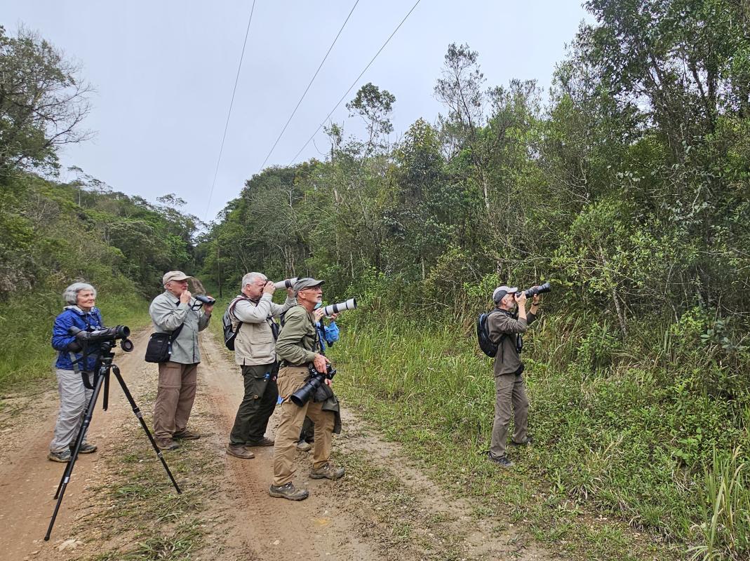 Happy birders enjoying views of this same Berryeater!