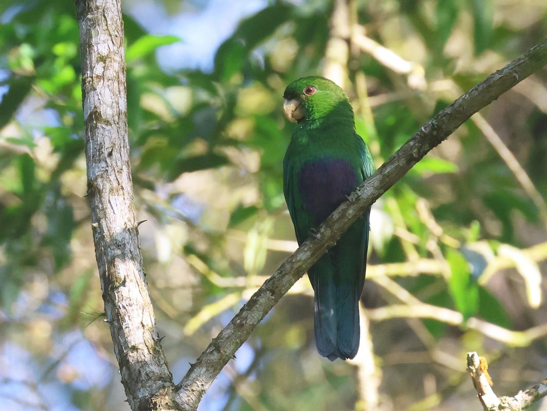 The rarely seen Blue-bellied Parrot, one of the many Brazilian endemics seen on this tour!