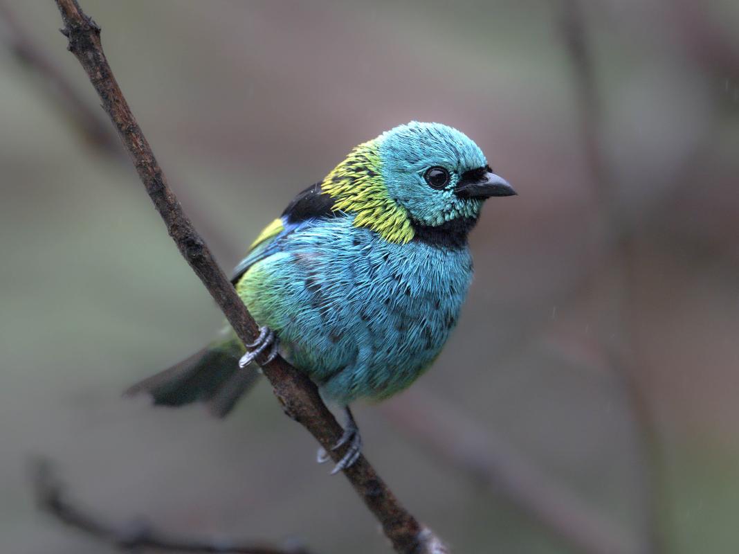 The Green-headed Tanager is one of the most common tanagers on this tour.