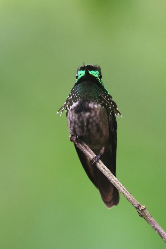 Festive Coquette near Ubatuba