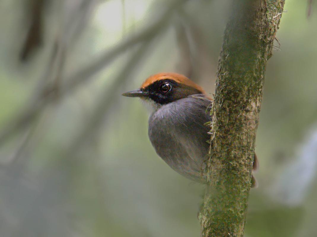 Black-cheeked Gnateater at Fazenda Angelim 