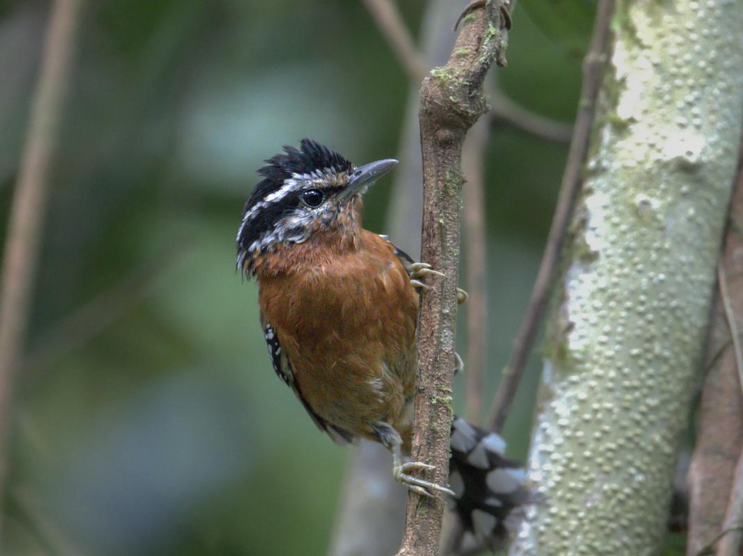 One of the many Ferruginous Antbirds seen on the tour.