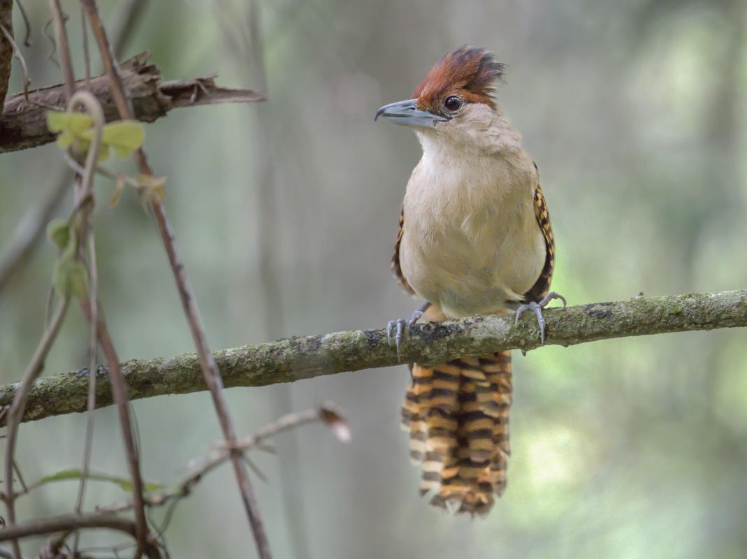 Female Giant Antshrike