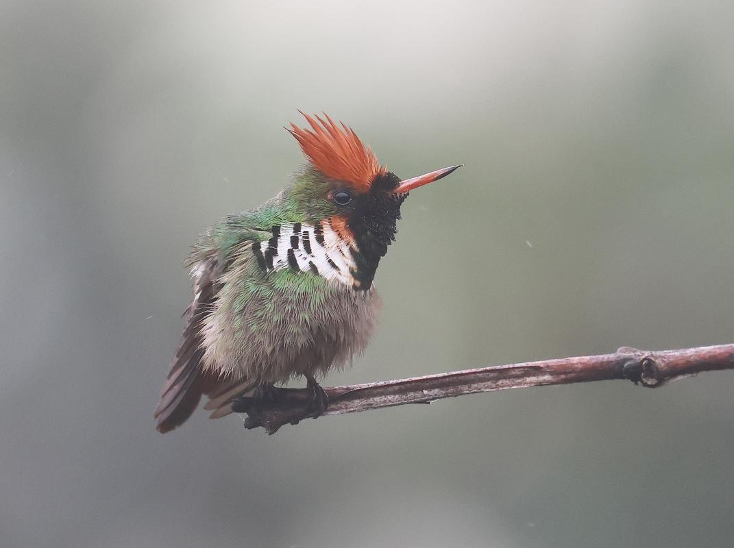 Frilled Coquette