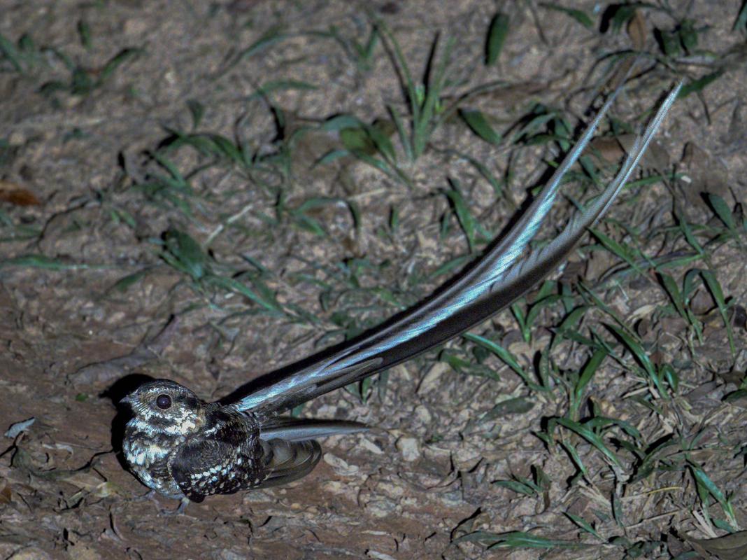 Male Long-trained Nightjar