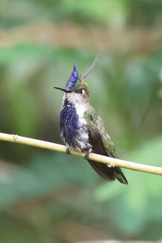 Purple-crowned Plovercrest