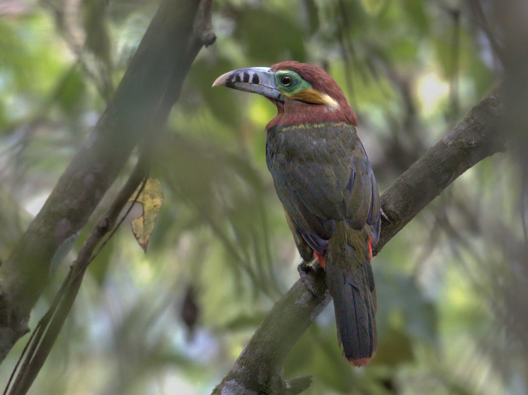 Spot-billed Toucanet