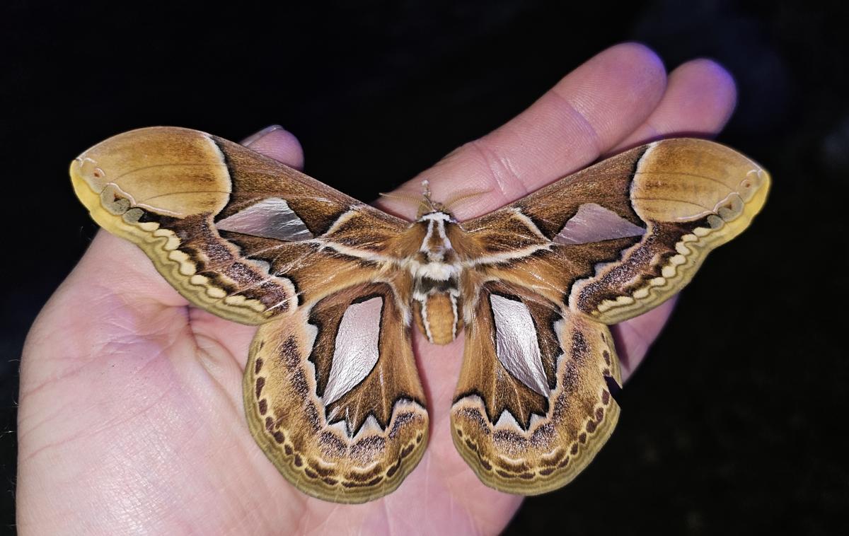 Rothschildia hopfferi, one of the beautiful moths found during the tour