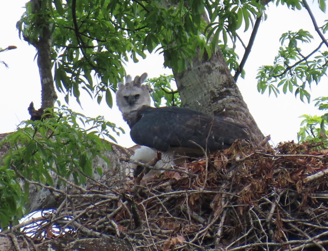 We were mentally prepared to arrive at the Harpy Eagle nest to find only the chick visible, so we were very fortunate to hear the adult calling just as we arrived, and we were in place when it hopped into the nest with a sloth in its talons.