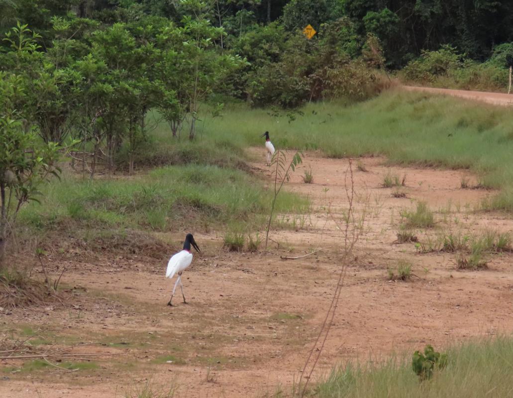 The scattered marshes in the savanna is where we expected to see the magnificent Jabiru, but a pair in the last bit of water next to the main road would do.