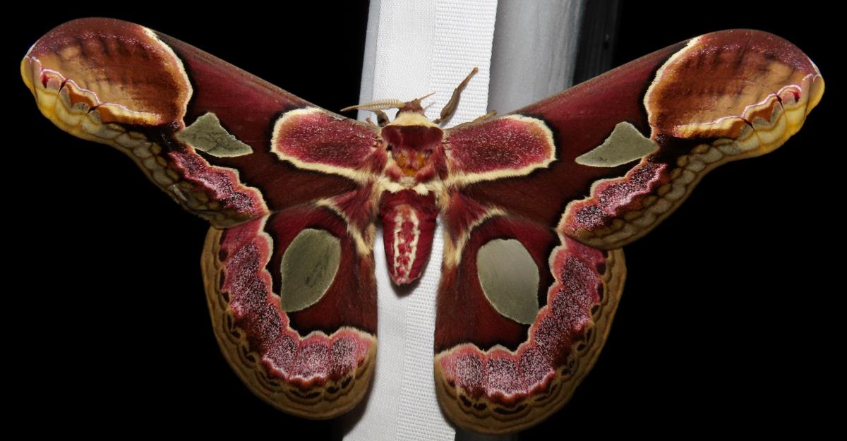 Outshining the many micromoths at the sheet was this incredible Rothschildia erycina.