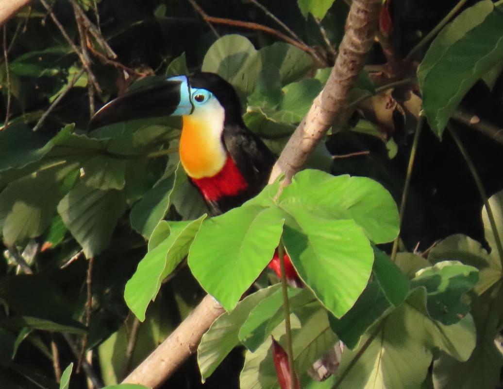 We didn’t see very many Channel-billed Toucans, so this one on our first morning in the Iwokrama rainforest was a good sighting.