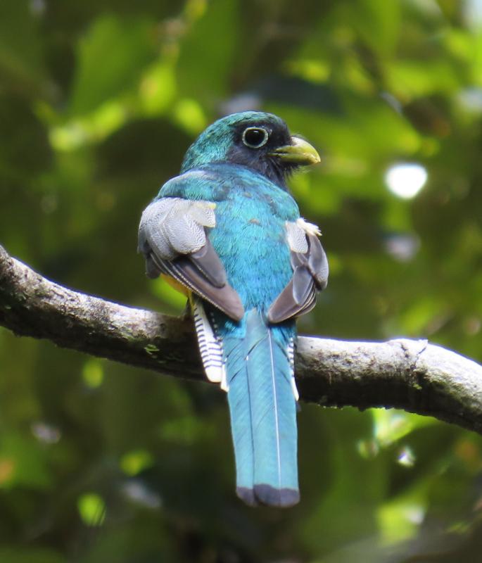 A pair of Amazonian Black-throated Trogons along the trail at Atta Lodge were very cooperative.