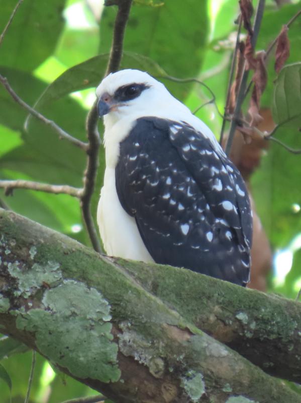 We ended up seeing this Black-faced Hawk just inside the forest from Atta Lodge on two days.