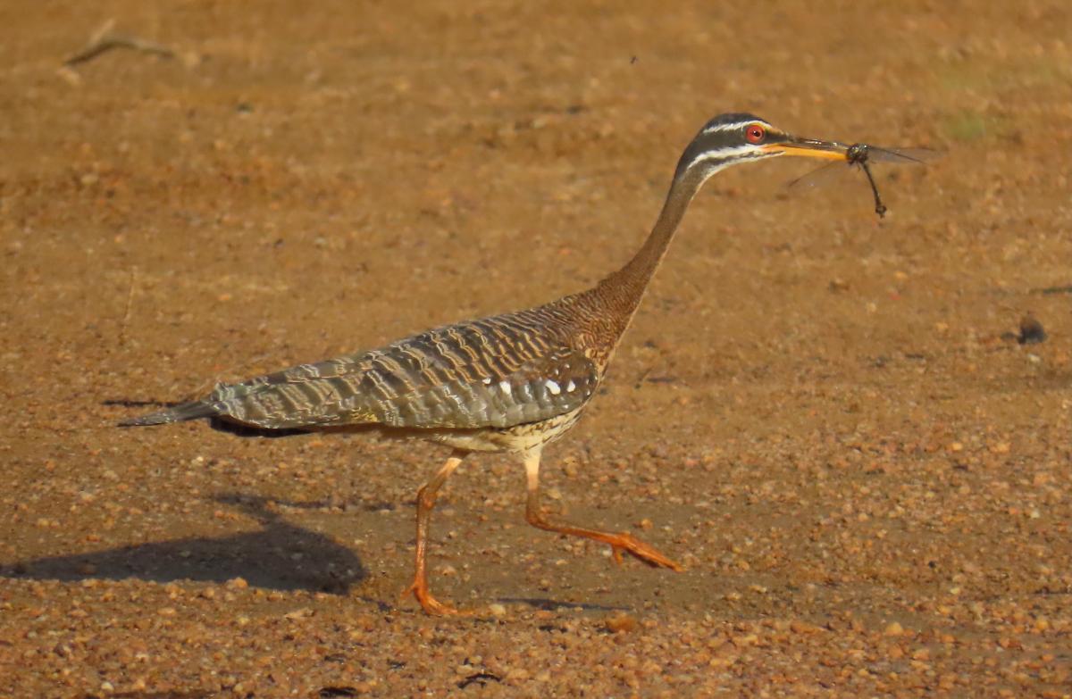 Sunbittern is always a great bird to see, a monotypic family found only in the American tropics. This one deftly nabbed a dragonfly that had been resting on the sandy bank of the Essequibo River.